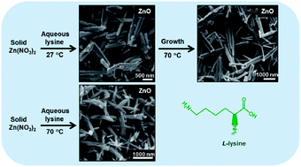 Graphical abstract: An amino acid-based swift synthesis of zinc oxide nanostructures
