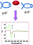 Graphical abstract: A chiral macrocyclic receptor for sulfate anions with CD signals