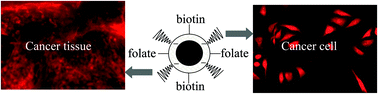 Graphical abstract: Folate and biotin based bifunctional quantum dots as fluorescent cell labels