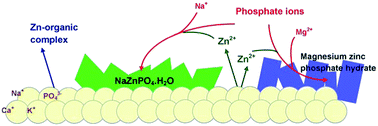 Graphical abstract: The effect of common bacterial growth media on zinc oxide thin films: identification of reaction products and implications for the toxicology of ZnO