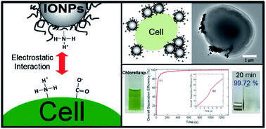 Graphical abstract: Magnetophoretic separation of microalgae: the role of nanoparticles and polymer binder in harvesting biofuel