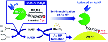 Graphical abstract: Enzymatic self-sacrificial display of an active protein on gold nanoparticles