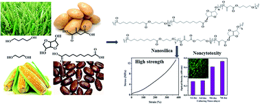 Graphical abstract: Preparation and characterization of high strength and noncytotoxic bioelastomers containing isosorbide