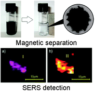Graphical abstract: Star-shaped magnetite@gold nanoparticles for protein magnetic separation and SERS detection