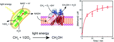 Graphical abstract: Methane hydroxylation using light energy by the combination of thylakoid and methane monooxygenase