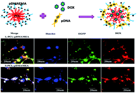Graphical abstract: Synthesis and characterization of S-PCL-PDMAEMA for co-delivery of pDNA and DOX