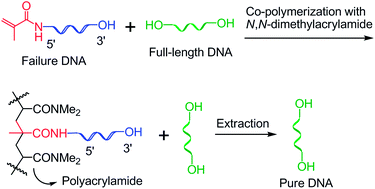 Graphical abstract: Synthetic oligodeoxynucleotide purification by capping failure sequences with a methacrylamide phosphoramidite followed by polymerization