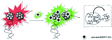 Graphical abstract: A DNA–Ag cluster as a sensor for BODIPY isomers and HepG-2 cells