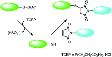 Graphical abstract: Reduction with tris(2-carboxyethyl)phosphine (TCEP) enables the use of an S-sulphonate protecting group for thiol-mediated bioconjugation