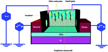 Graphical abstract: Analytical prediction of liquid-gated graphene nanoscroll biosensor performance