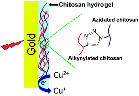 Graphical abstract: Electrical signal guided click coating of chitosan hydrogel on conductive surface