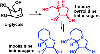 Graphical abstract: Synthesis of pyrrolidine iminosugars, (−)-lentiginosine, (−)-swainsonine and their 8a-epimers from d-glycals