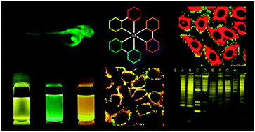 Graphical abstract: Utilization of the photophysical and photochemical properties of phosphorescent transition metal complexes in the development of photofunctional cellular sensors, imaging reagents, and cytotoxic agents
