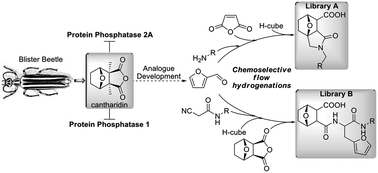 Graphical abstract: Chemoselective flow hydrogenation approaches to isoindole-7-carboxylic acids and 7-oxa-bicyclio[2.2.1]heptanes