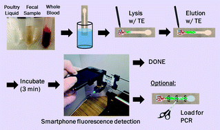 Graphical abstract: Paper microfluidic extraction and direct smartphone-based identification of pathogenic nucleic acids from field and clinical samples