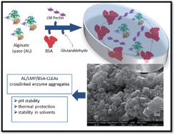 Graphical abstract: Development of novel alginate lyase cross-linked aggregates for the oral treatment of cystic fibrosis