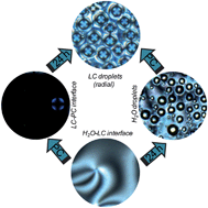 Graphical abstract: A new pathway for the formation of radial nematic droplets within a lipid-laden aqueous-liquid crystal interface
