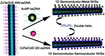 Graphical abstract: DNA functionalization of colloidal II–VI semiconductor nanowires for multiplex nanoheterostructures