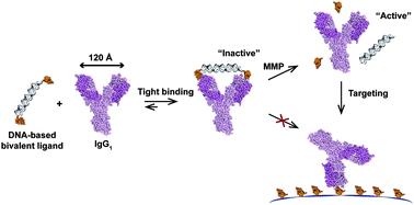 Graphical abstract: Reversible blocking of antibodies using bivalent peptide–DNA conjugates allows protease-activatable targeting