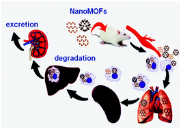 Graphical abstract: In depth analysis of the in vivo toxicity of nanoparticles of porous iron(iii) metal–organic frameworks