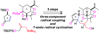 Graphical abstract: A radical-based approach for the construction of the tetracyclic structure of resiniferatoxin
