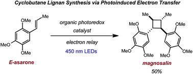 Graphical abstract: Synthesis of cyclobutane lignans via an organic single electron oxidant–electron relay system