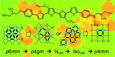 Graphical abstract: Transition between triangular and square tiling patterns in liquid-crystalline honeycombs formed by tetrathiophene-based bolaamphiphiles