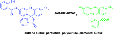 Graphical abstract: New fluorescent probes for sulfane sulfurs and the application in bioimaging