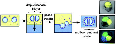 Graphical abstract: Engineering multi-compartment vesicle networks