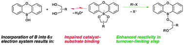 Graphical abstract: 9-Hetero-10-boraanthracene-derived borinic acid catalysts for regioselective activation of polyols