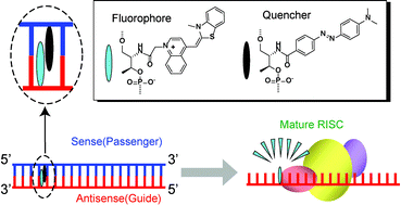 Graphical abstract: Selective labeling of mature RISC using a siRNA carrying fluorophore–quencher pair