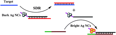 Graphical abstract: A new approach to light up DNA/Ag nanocluster-based beacons for bioanalysis