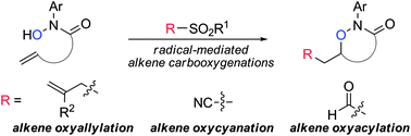 Graphical abstract: Radical carbooxygenations of alkenes using hydroxamic acids