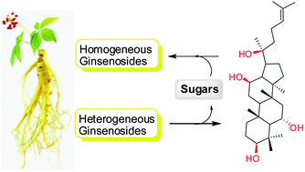 Graphical abstract: Synthetic access toward the diverse ginsenosides