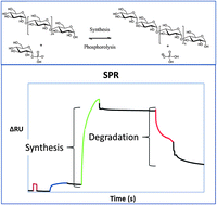 Graphical abstract: Sugar-coated sensor chip and nanoparticle surfaces for the in vitro enzymatic synthesis of starch-like materials