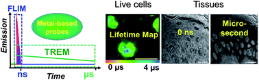 Graphical abstract: Long-lived metal complexes open up microsecond lifetime imaging microscopy under multiphoton excitation: from FLIM to PLIM and beyond