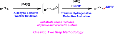 Graphical abstract: Formal anti-Markovnikov hydroamination of terminal olefins