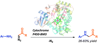 Graphical abstract: Cytochrome P450-catalyzed insertion of carbenoids into N–H bonds