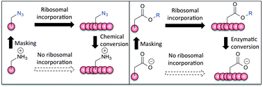 Graphical abstract: Incorporation of electrically charged N-alkyl amino acids into ribosomally synthesized peptides via post-translational conversion