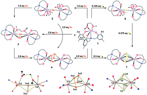 Graphical abstract: Reactivity of uranium(iv) bridged chalcogenido complexes UIV–E–UIV (E = S, Se) with elemental sulfur and selenium: synthesis of polychalcogenido-bridged uranium complexes