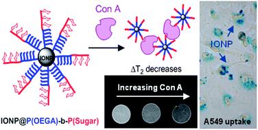 Graphical abstract: Magnetic nanoparticles with diblock glycopolymer shells give lectin concentration-dependent MRI signals and selective cell uptake
