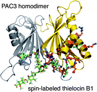 Graphical abstract: Total synthesis and characterization of thielocin B1 as a protein–protein interaction inhibitor of PAC3 homodimer