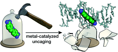 Graphical abstract: Metal-catalyzed uncaging of DNA-binding agents in living cells