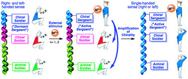 Graphical abstract: The ON/OFF switching by metal ions of the “Sergeants and Soldiers” chiral amplification effect on helical poly(phenylacetylene)s