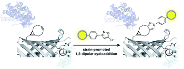 Graphical abstract: Strain-promoted sydnone bicyclo-[6.1.0]-nonyne cycloaddition