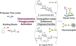 Graphical abstract: Synthesis of conjugation-ready zwitterionic oligosaccharides by chemoselective thioglycoside activation