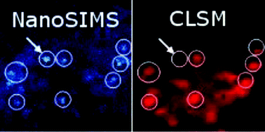 Graphical abstract: NanoSIMS combined with fluorescence microscopy as a tool for subcellular imaging of isotopically labeled platinum-based anticancer drugs