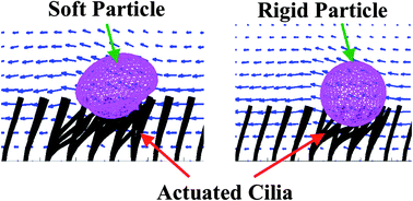 Graphical abstract: Stiffness-modulated motion of soft microscopic particles over active adhesive cilia