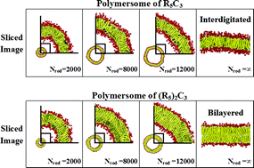 Graphical abstract: Structural and mechanical properties of polymersomes formed by rod–coil diblock copolymers