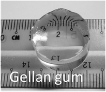 Graphical abstract: Modified gellan gum hydrogels for tissue engineering applications
